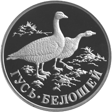 Монета России 1 рубль 1998 года Реверс -  Гусь-белошей