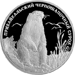 Монета России 2 рубля 2008 года Реверс -  Прибайкальский черношапочный сурок