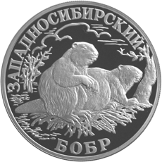 Монета России реверс -  Западносибирский бобр 1 рубль 2001 года 
